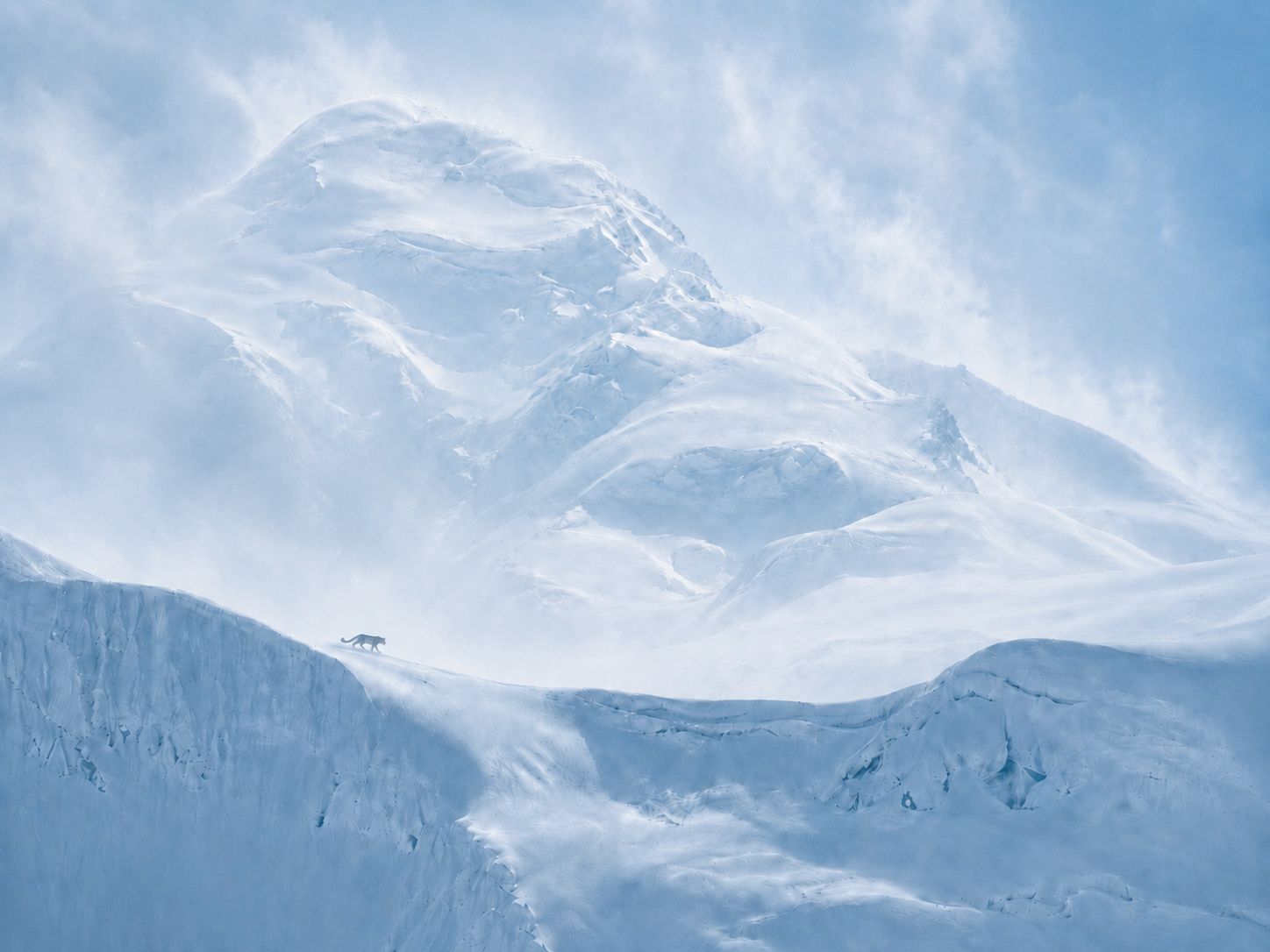 Snow leopard spotted in the Himalayas